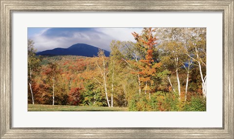 Framed Trees on a field in front of a mountain, Mount Washington, White Mountain National Forest, Bartlett, New Hampshire, USA Print