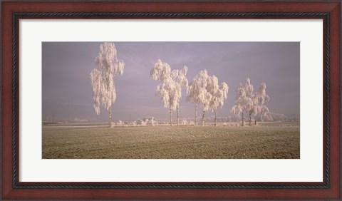 Framed Birch Trees w\ rime Switzerland Print