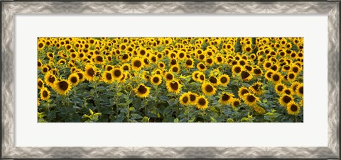 Framed Sunflowers (Helianthus annuus) in a field, Bouches-Du-Rhone, Provence, France Print