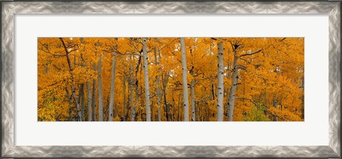 Framed Quaking Aspens Dixie National Forest UT Print