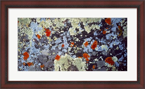 Framed Lichens on Rock CO USA Print