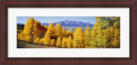 Framed Fall Aspen Trees Telluride CO Print