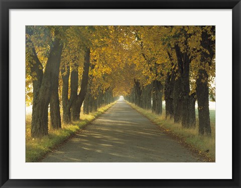 Framed Road w/Autumn Trees Sweden Print