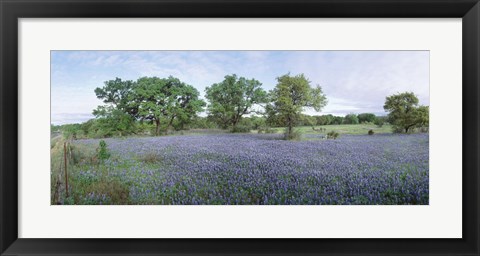 Framed Field of Bluebonnet flowers, Texas, USA Print