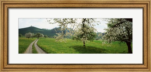 Framed Dirt Road Through Meadow Of Dandelions, Zug, Switzerland Print