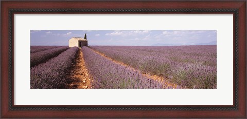 Framed Lavender Field, Valensole Province, France Print