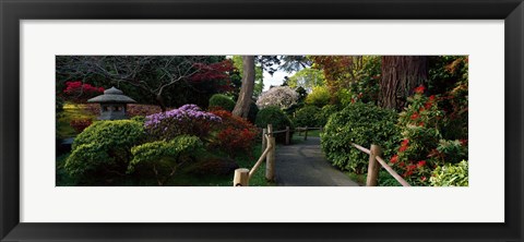 Framed Japanese Tea Garden, San Francisco, California, USA Print