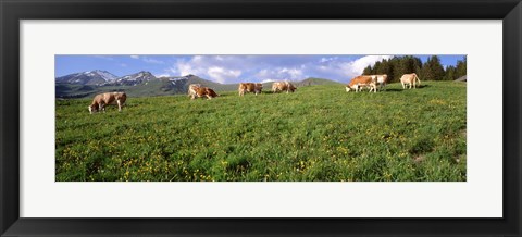 Framed Switzerland, Cows grazing in the field Print