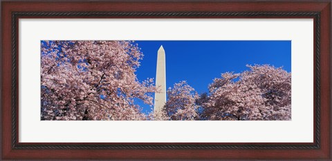 Framed Cherry Blossoms Washington Monument Print