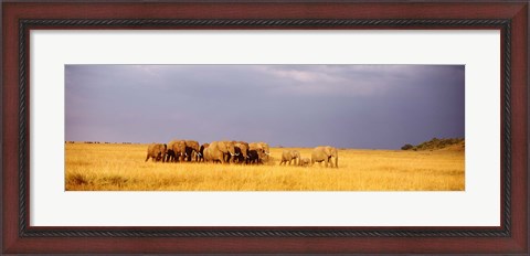 Framed Elephant Herd, Maasai Mara Kenya Print