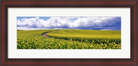 Framed Road, Canola Field, Washington State, USA Print