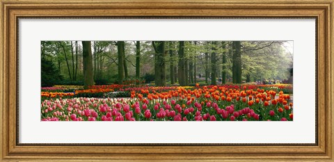 Framed Keukenhof Garden, Lisse, The Netherlands Print