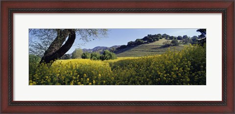Framed Mustard Flowers Blooming In A Field, Napa Valley, California Print
