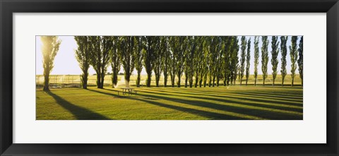 Framed Poplar Trees Near A Wheat Field, Twin Falls, Idaho, USA Print