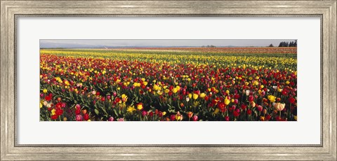Framed Tulip Field, Willamette Valley, Oregon, USA Print