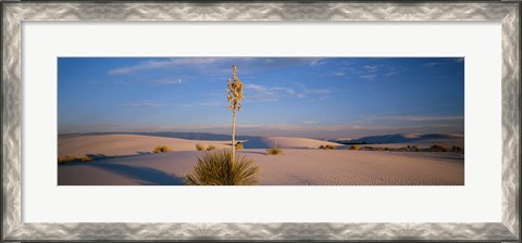 Framed Shrubs in the desert, White Sands National Monument, New Mexico, USA Print