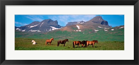 Framed Horses in Borgarfjordur, Iceland Print