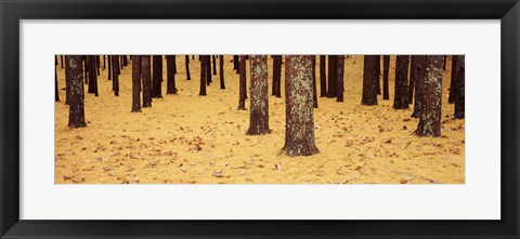 Framed Low Section View Of Pine And Oak Trees, Cape Cod, Massachusetts, USA Print