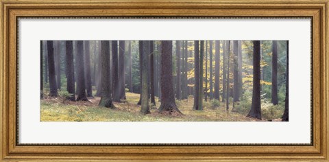 Framed Trees in the forest, South Bohemia, Czech Republic Print
