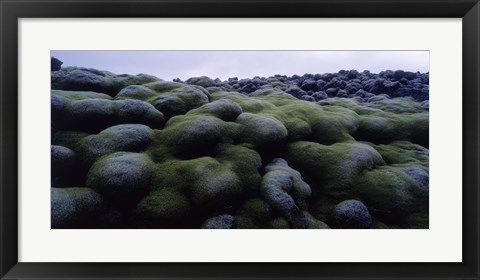Framed Close-up of moss on rocks, Iceland Print