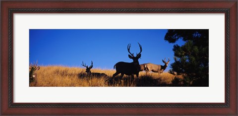 Framed Mule Deer Print