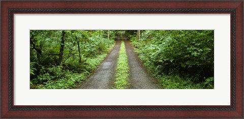 Framed Lush foliage lining a wet driveway, Bainbridge Island, Washington, USA Print