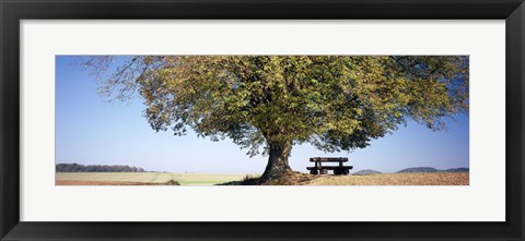 Framed Empty bench under a tree, Baden-Wurttemberg, Germany Print