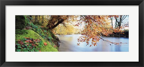 Framed Trees along a river, River Dart, Bickleigh, Mid Devon, Devon, England Print