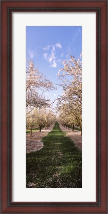 Framed Almond trees in an orchard, Central Valley, California, USA Print