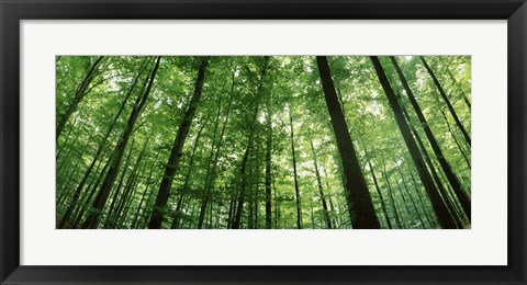 Framed Low angle view of beech trees, Baden-Wurttemberg, Germany Print