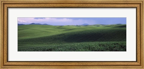 Framed Wheat field on a rolling landscape, near Pullman, Washington State, USA Print