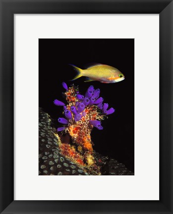 Framed Bluebell tunicate (Clavelina puertosecensis) and Anthias Fish (Pseudanthias lori) in the sea Print