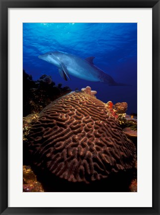 Framed Bottle-Nosed dolphin (Tursiops truncatus) and coral in the sea Print