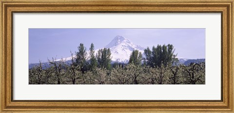 Framed Fruit trees in an orchard with a snowcapped mountain in the background, Mt Hood, Hood River Valley, Oregon, USA Print