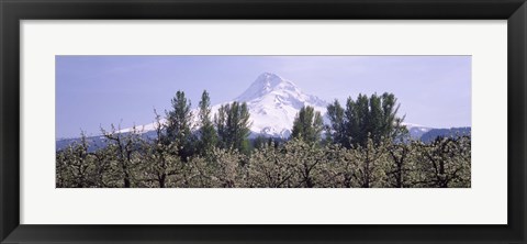 Framed Fruit trees in an orchard with a snowcapped mountain in the background, Mt Hood, Hood River Valley, Oregon, USA Print