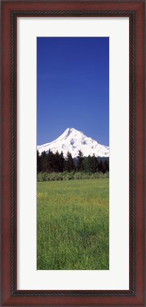 Framed Field with a snowcapped mountain in the background, Mt Hood, Oregon (vertical) Print