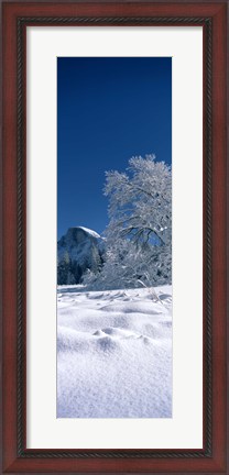 Framed Oak tree and rock formations covered with snow, Half Dome, Yosemite National Park, Mariposa County, California, USA Print