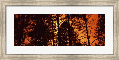 Framed Low angle view of trees at sunrise, Colorado, USA Print