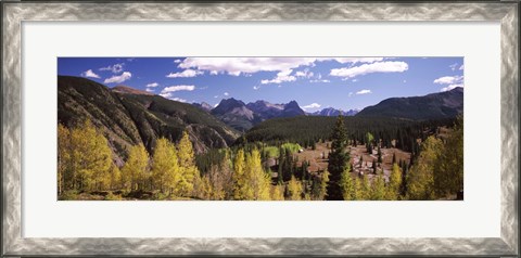Framed Aspen trees with mountains in the background, Colorado, USA Print