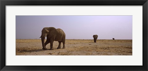 Framed Three African elephants (Loxodonta africana) bulls approaching a waterhole, Etosha National Park, Kunene Region, Namibia Print