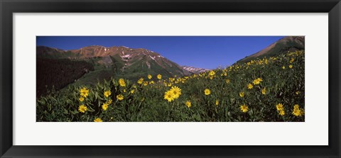 Framed Wildflowers in a forest, Kebler Pass, Crested Butte, Gunnison County, Colorado, USA Print