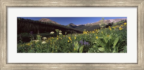 Framed Wildflowers in a forest, West Maroon Pass, Crested Butte, Gunnison County, Colorado, USA Print
