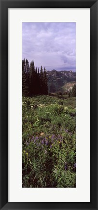 Framed Forest, Washington Gulch Trail, Crested Butte, Gunnison County, Colorado (vertical) Print