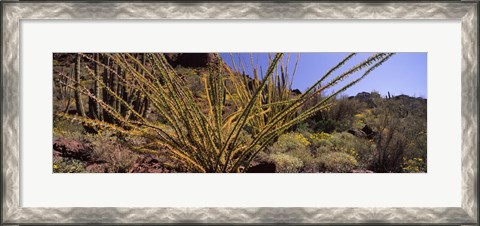 Framed Plants on a landscape, Organ Pipe Cactus National Monument, Arizona (horizontal) Print