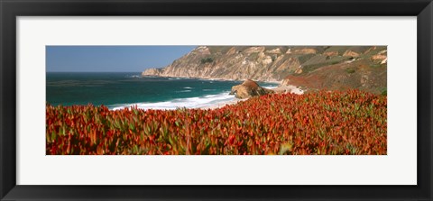 Framed Flowers on the coast, Big Sur, California, USA Print