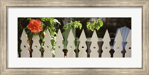 Framed White picket fence and red hibiscus flower along Whitehead Street, Key West, Monroe County, Florida, USA Print