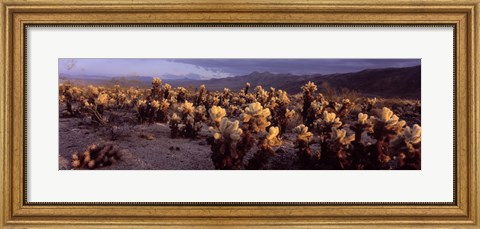 Framed Cholla Cactus in a desert, California, USA Print