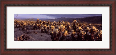 Framed Cholla Cactus in a desert, California, USA Print