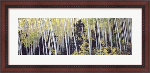 Framed Aspen trees in a forest, Aspen, Pitkin County, Colorado, USA Print