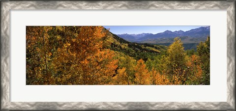 Framed Forest, Silverton, San Juan County, Colorado, USA Print